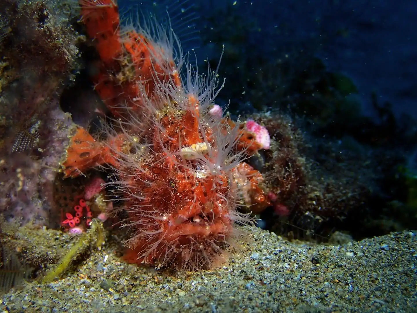 Hairy frogfish - San miguel - 20m